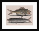 Common grunt and mullet by Mark Catesby