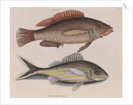 Coney fish and cottonwick by Mark Catesby
