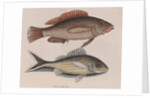 Coney fish and cottonwick by Mark Catesby