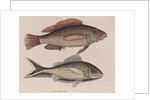 Coney fish and cottonwick by Mark Catesby