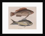 Coney fish and cottonwick by Mark Catesby