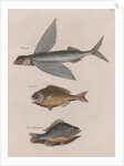 Flying fish, Bermuda chub and common by Mark Catesby