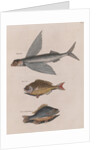 Flying fish, Bermuda chub and common by Mark Catesby