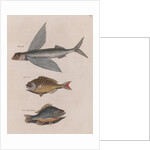 Flying fish, Bermuda chub and common by Mark Catesby