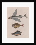 Flying fish, Bermuda chub and common by Mark Catesby