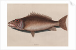 Mangrove snapper by Mark Catesby