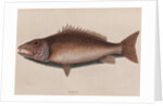 Mangrove snapper by Mark Catesby