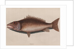 Mangrove snapper by Mark Catesby