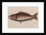 Mangrove snapper by Mark Catesby