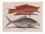 Hogfish and American shad by Mark Catesby