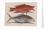 Hogfish and American shad by Mark Catesby