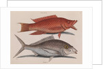 Hogfish and American shad by Mark Catesby