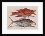 Hogfish and American shad by Mark Catesby