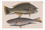 Puddingwife wrasse and Carolina whiting by Mark Catesby
