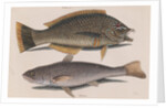 Puddingwife wrasse and Carolina whiting by Mark Catesby