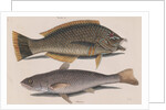 Puddingwife wrasse and Carolina whiting by Mark Catesby