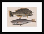 Puddingwife wrasse and Carolina whiting by Mark Catesby