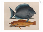 Blue tang and coney fish by Mark Catesby