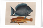 Blue tang and coney fish by Mark Catesby