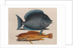 Blue tang and coney fish by Mark Catesby