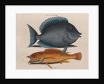 Blue tang and coney fish by Mark Catesby