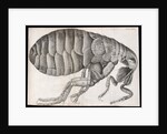 Microscopic view of a flea by Robert Hooke