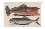 Red hind and skipjack tuna by Mark Catesby