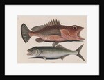 Red hind and skipjack tuna by Mark Catesby