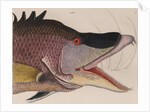 Hogfish by Mark Catesby