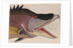 Hogfish by Mark Catesby