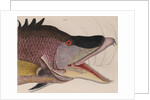 Hogfish by Mark Catesby