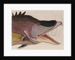 Hogfish by Mark Catesby