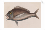 Porgy by Mark Catesby