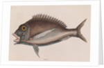 Porgy by Mark Catesby