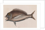Porgy by Mark Catesby