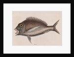 Porgy by Mark Catesby