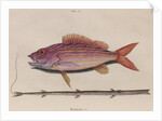 Lane snapper and cornetfish by Mark Catesby