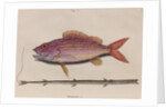 Lane snapper and cornetfish by Mark Catesby