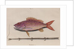 Lane snapper and cornetfish by Mark Catesby