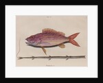 Lane snapper and cornetfish by Mark Catesby