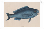Bluefish by Mark Catesby
