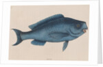 Bluefish by Mark Catesby