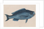 Bluefish by Mark Catesby