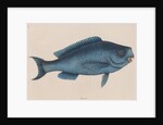 Bluefish by Mark Catesby