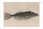 Scrawled filefish by Mark Catesby
