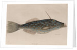 Scrawled filefish by Mark Catesby
