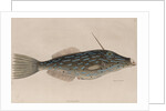 Scrawled filefish by Mark Catesby