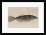 Scrawled filefish by Mark Catesby