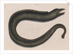 Blackcheek moray eel by Mark Catesby