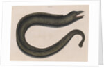 Blackcheek moray eel by Mark Catesby
